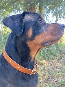 Handgefertigtes Hundehalsband aus Leder - geprägtes Blumenmuster, große Größe - Bild 1 von 10