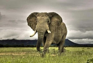 Divertido regalo arte para el hogar decoración de pared elefante africano pintura cuadro impreso en lienzo - Imagen 1 de 6