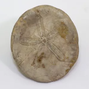 Riccio di mare, Cubanaster torrei, Terziario, Eocene, Chiapas, Messico -f881 - Foto 1 di 5