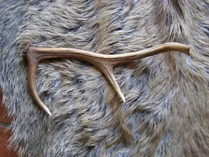 Geweihstange Rothirsch. 39cm. 257 Gramm. - Bild 1 von 1