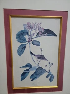 Original antike Vogelkunstplatte Lithographie Havell von J.J. Audubon, 1833, gerahmt - Bild 1 von 8