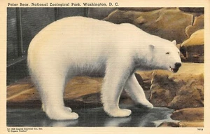 Arctic Region Polar Bear National Zoological Park Washington,DC Vtg Postcard - Picture 1 of 2