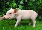Adorable Realistic Animal Farm Babe Piglet Pig Statue 8"L Rustic Country Pigs