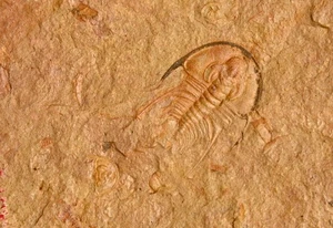 Olenellus gilberti, Nevada, U.S.A - Picture 1 of 4