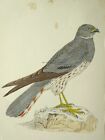 C1867 Antique Print Montagu's Harrier A History Of British Birds By F.O. Morris