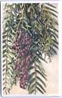 Postcard Ca California Pepper Tree Blossoms And Berries K5