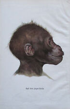 Kopf Gorilla Medianschnitt Muskulatur - Alter Druck 1906 Farbdruck Litho
