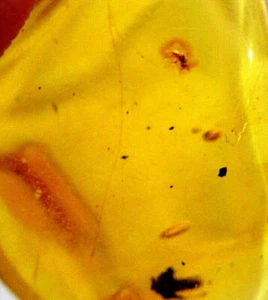 Dominican Amber Fossil Insect Green Cabochon AUTHENTIC NATURAL ( 4.2 g)# 937 - Picture 1 of 10