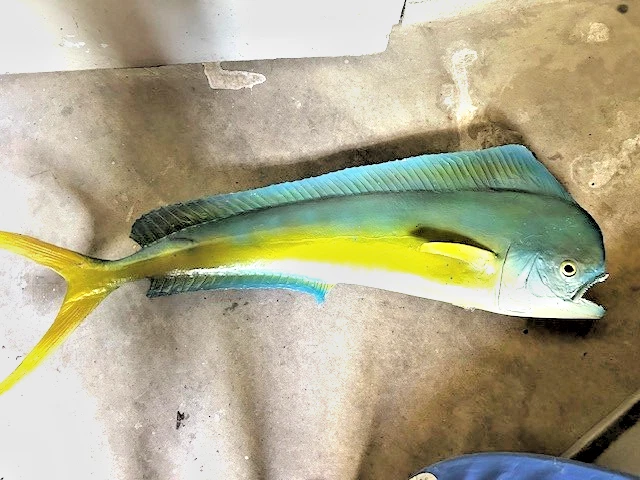 46" Bull Dolphin Two Sided Fish Mount - Quick Production - Imagem 1 de 1