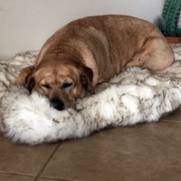 sonny classic dog bed