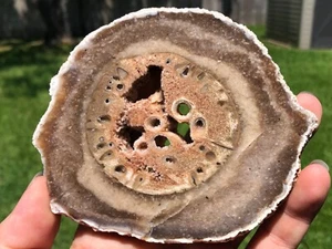 Teredo Bored Petrified Wood Juniper Kerrville, Texas Cretaceous 5”x4” Fossil - Picture 1 of 9
