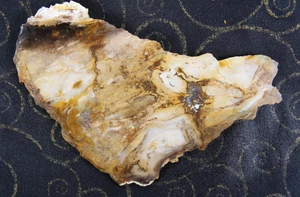 Petrified Wood Slab - Oregon -  3.8  Ozs - Lapidary - Crafts - Display - Picture 1 of 13