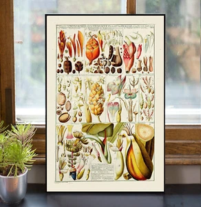 POSTER PRINT Botanical Bannana Canna Cardamon "Tabulae phytographicae” 1790s - Picture 1 of 5