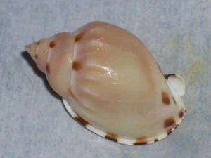 CASMARIA PONDEROSA F.NODULOSA EXTRA DWARF - Picture 1 of 2
