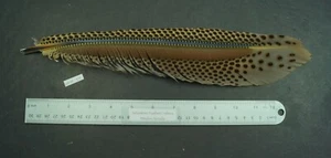 One ~14" Clipped Argus Cock Primary Wing Feather Lot-SF 177 - Picture 1 of 9