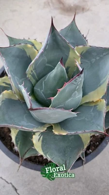 Agave Parasana 'Sea Star' - Show Collector Specimen - Exact Plant - Image 1 of 4