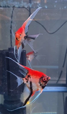 Pez ángel diablo rojo Foto 1 de 4