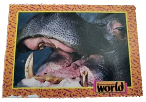 1993 National Geographic World Trading Card Hippopotamus (H7 - Picture 1 of 2