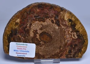 REBANADA OSMUNDA, CRETÁCEO, MILLAS, CHINCHILLA, QUEENSLAND, AUSTRALIA S1259 - Imagen 1 de 4