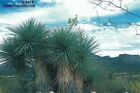 Yucca Rigida - 10 graines - Yucca bleu - Exotique - Rare - À feuilles...