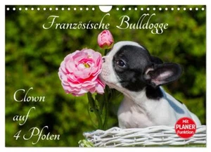 Französische Bulldogge - Clown auf 4 Pfoten (Wandkalender 2025 DIN A4 quer), CAL - Bild 1 von 9