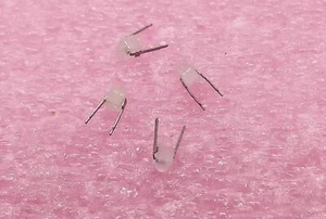 2 PCS. BPX81 Silicon NPN Phototransistor Siemens - Picture 1 of 1