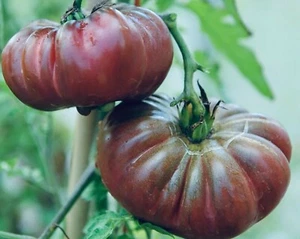 Purple Calabash Tomato Seeds | Heirloom | Organic - Picture 1 of 1