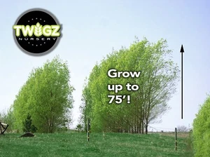 6 ROOTED & READY Austree Hybrid Willows easy shade Privacy grow cutting trees - Picture 1 of 6