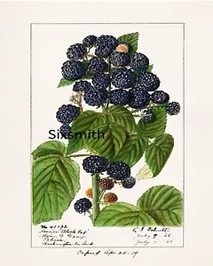 Schöne Brombeeren Vintage botanische Zeichnung Giclée 8" x 10" Druck - Bild 1 von 1