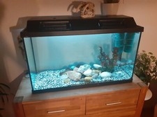 Aquarium Gebraucht günstig kaufen eBay