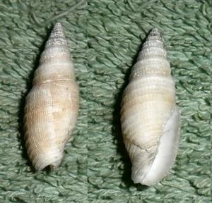 SS RFM 70506 Mitra Neocancilla circula Kiener 1838 23.9 mm F+ Oman, Muscat, dred - Picture 1 of 1