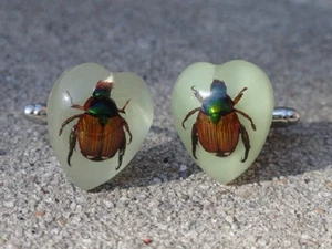 Phosphorescent Beetle Boutons Manchette Insecte Faune Nature Animal Irisé - Photo 1/2
