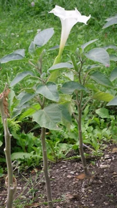 min 20 Samen gemeiner Stechapfel (Datura stramonium) - Bild 1 von 1
