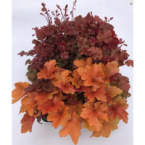 Heuchera Mix Set Rosso-Arancio - Campanelle Viola, 6 Pentole a 12 cm - 6 Pentole a 12 cm - Foto 1 di 3