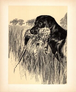 Vintage Labrador Retriever Print 1930s Labrador & Pheasant Hunting Dog Art 5569c - Picture 1 of 1