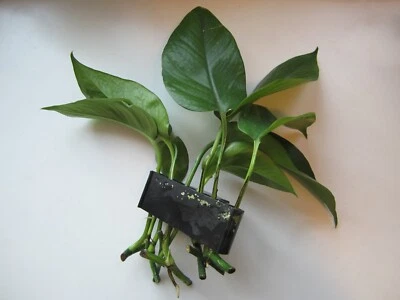 Aquaponic Aquarium Plant Holder for Fast Growth | Pothos, Monstera, etc.
