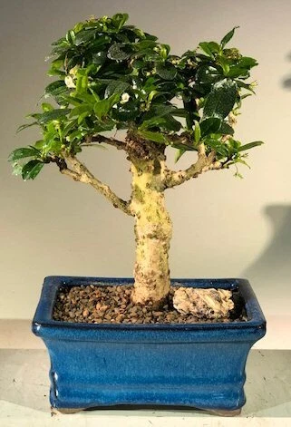 Árbol bonsái de té Fukien flor viva envejecida Ehretia Microphylla Feng Shui 9"" de alto Foto 1 de 1