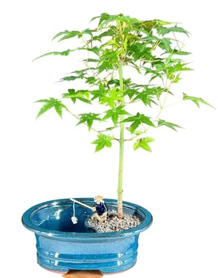 Japanese Green Maple Bonsai Tree Land/Water Pot 13"H Outdoor Acer Palmatum - Image 1 of 3