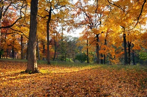 Fotomurale TESSUTO NON TESSUTO FORESTA (3081S) alberi radura sole paesaggio natura faggio prato - Foto 1 di 1