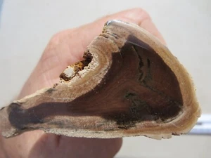 424 FACE POLISHED PETRIFIED WOOD, GREAT DISPLAY. EX CLOSED OLD TIME ROCK SHOP - Picture 1 of 3