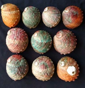 Haliotis kamtchatkana assimilis Rare Set of Baseball Form Shells Baja Mexico - Picture 1 of 10