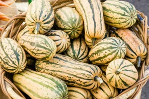Pumpkin Bush Delicata - Squash - 5+ seeds - Semillas - Graines - Samen C 048 - Picture 1 of 1