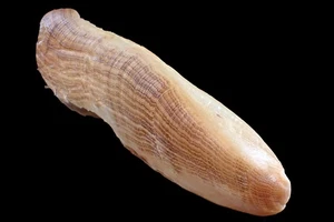 Tatskieshells- Vulsella vulsella - 113mm - Picture 1 of 2