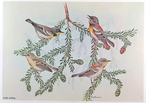 Rex Brasher Bird Print, Parula Warbler on Hemlock branch, 16x12 in. - Picture 1 of 3