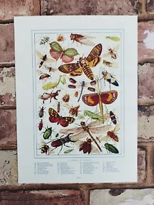 Antique 1920s Insects Insect Bug Collection Book Print Picture Art Entomology  - Picture 1 of 12