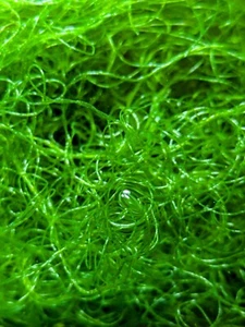 Chaetomorpha Refugium Algae Approx. 500ml - Chaeto - Fast Growing and PEST FREE! - Picture 1 of 2