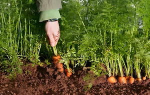 1,000 Heirloom Scarlet Nantes Carrot Seeds Organic NonGMO Sweet High Yield Large - Picture 1 of 7