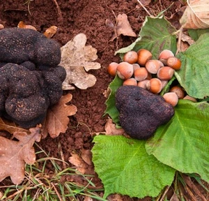 10xTruffle Tree(Hazel tree inoculated with the Black Summer or Burgundy Truffle) - Picture 1 of 7