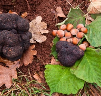 4 Truffle Tree (Hazel tree inoculated with the Black Summer or Burgundy Truffle) - Image 1 of 4