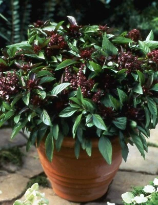 Herb BASIL SIAM QUEEN Edible Culinary Thai Basil Asian Non-GMO 500 Seeds! - Image 1 of 4